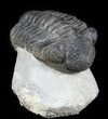Bargain, Drotops Trilobite On Pedestal of Limestone #45611-1